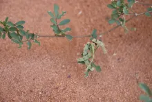 Hippocrepis constricta fruits