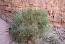 Whole plant