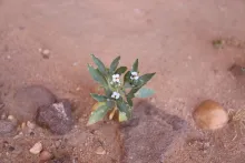 Whole plant with flowers