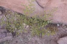 Whole plant