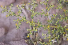 Zygophyllum simplex flowers