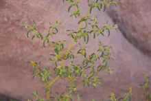 Zygophyllum simplex flowers