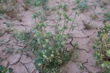 Whole plant
