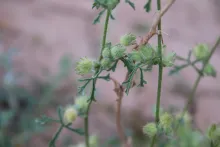 Malva ludwigii fruit