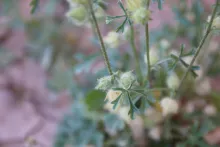 Malva ludwigii fruit and leaf