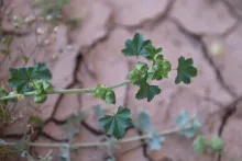 Malva parviflora fruit