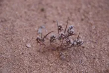Plantago maris-mortui fruits