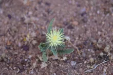 Whole plant