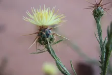Centaurea pseudosinaica flower