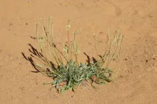 Whole plant