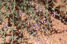 Zygophyllum bruguieri flowers