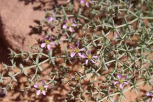 Zygophyllum bruguieri flowers