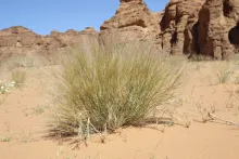 Whole plant