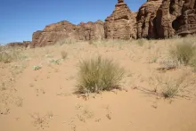 Stipagrostis plumosa on a sandy plain