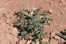 Whole plant