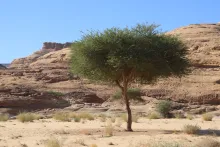 Whole plant
