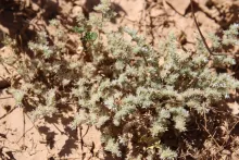 Whole plant