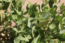 Schouwia purpurea leaves