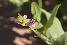 Schouwia purpurea flowers