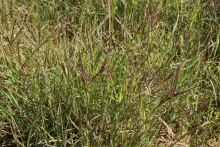 Whole plant