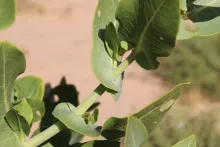 Schouwia purpurea leaves