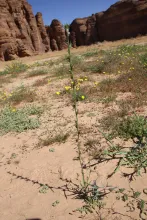 Whole plant