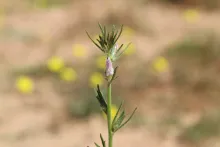 Misopates orontium flower