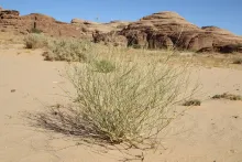 Whole plant