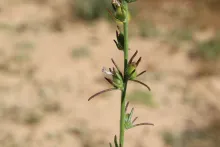 Misopates orontium fruits