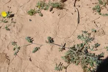 Whole plant