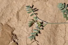 Astragalus schimperi leaves