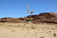 Panicum turgidum flowers