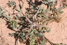 Astragalus schimperi fruits