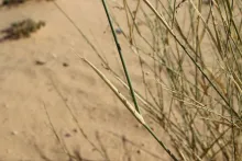 Panicum turgidum leaf
