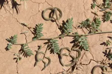 Astragalus eremophilus leaves and fruits