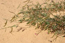 Tephrosia purpurea subsp. apollinea fruits