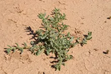 Whole plant