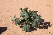 Whole plant