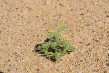 Whole plant