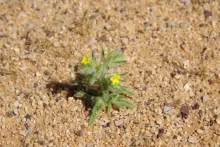Arnebia hispidissima flower