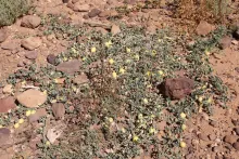Whole plant