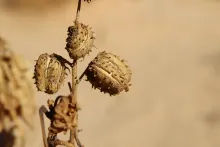 Ricinus communis fruits
