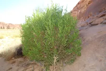Whole plant