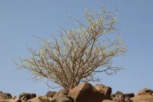 Whole plant