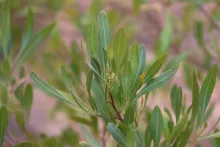 Dodonaea viscosa leaves