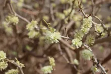 Senegalia hamulosa flowers