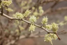 Senegalia hamulosa flowers