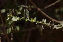 Cebatha pendula flower