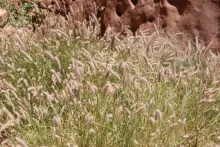 Whole plant