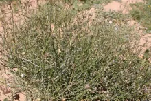 Whole plant